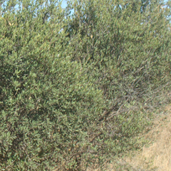 Common Gwarrie